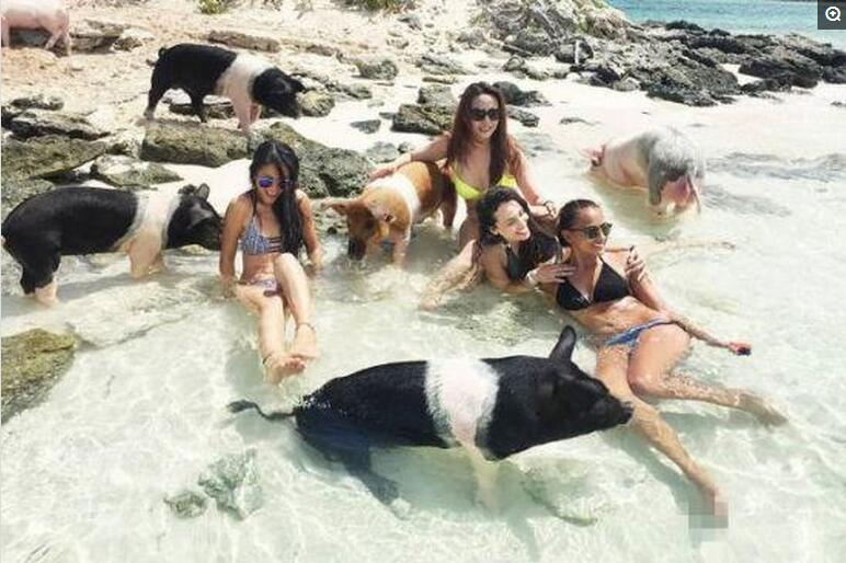 和猪共浴。