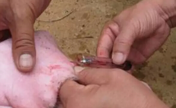 教你简易判断出各种猪病