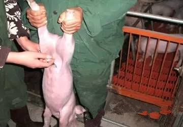 仔猪腹腔补液技术图文详解