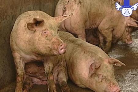 猪流感和猪感冒的区别,这种基础知识养猪人一定要懂!