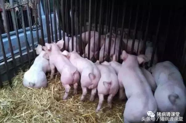 经济实用的中药,在猪病防治中的妙用!