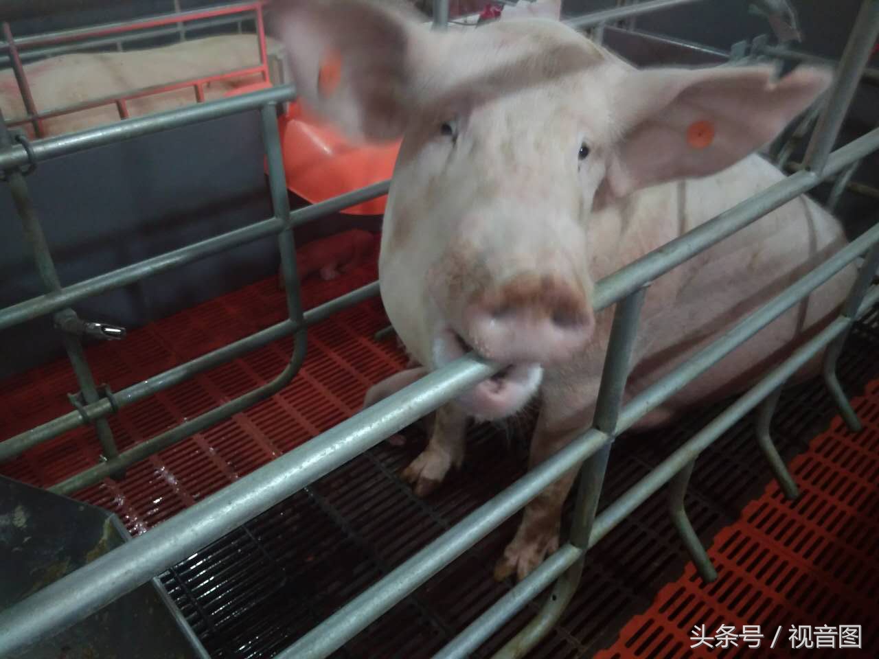 人间仙境，猪的天堂