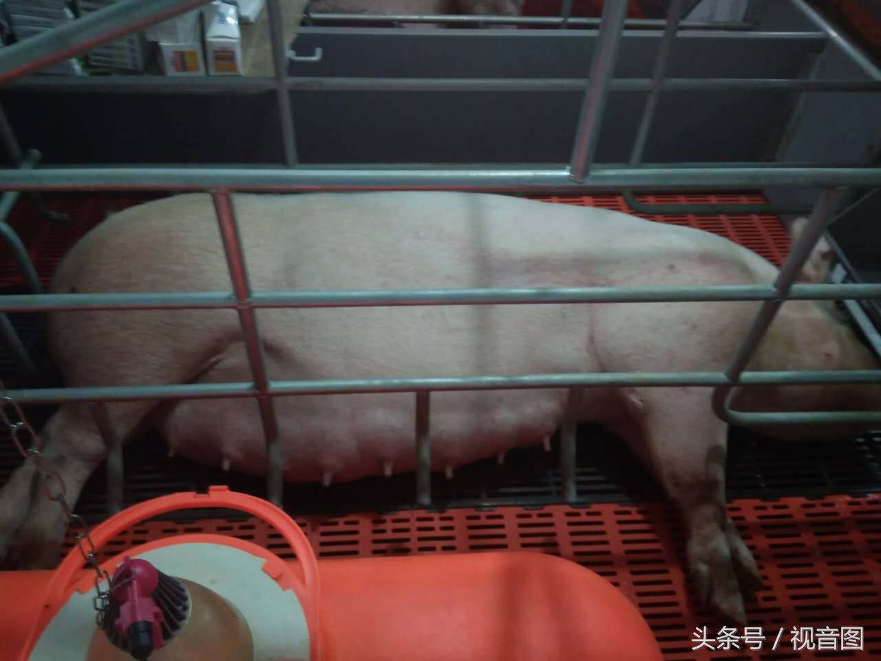 在这样的环境里养猪的话，心情一定不一样吧