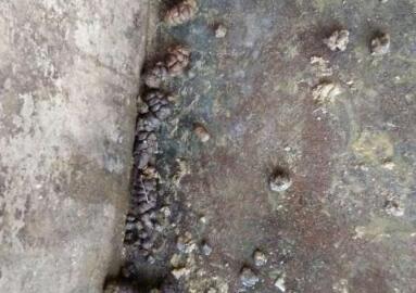 如何从粪便鉴别猪病,收藏起来不用请兽医