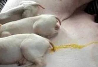 教你轻松辨别24种猪病