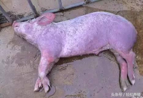 我的猪场不怕高热流感,因为有这个方法