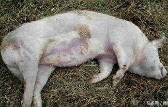 蓝耳病净化并非不能实现 到底如何实现蓝耳病净化