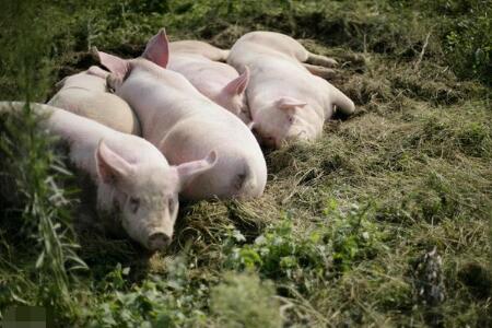 养猪人,你知道猪病的类型吗?辨别错误损失在所难免