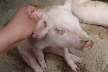 夏季猪场易发猪病混合感染,该如何防控?