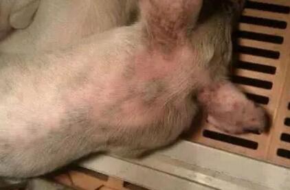 猪场厂长都在疯传的猪病防治黄金法则!