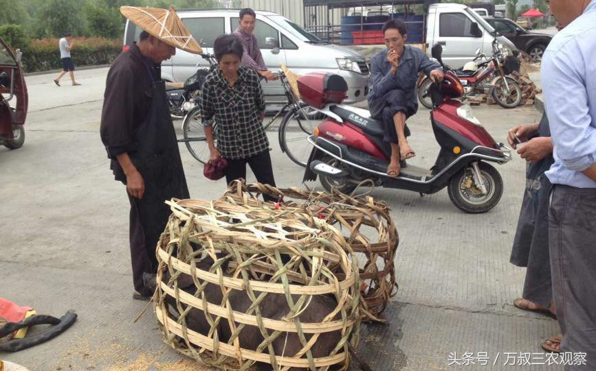 路过的农民大嫂查看一只黑色的猪苗，并不时与旁人讨论猪苗成色。这些猪苗的买主都是一些按土法养猪的农民。