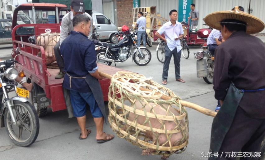 猪贩帮农民兄弟将猪苗搬上车。