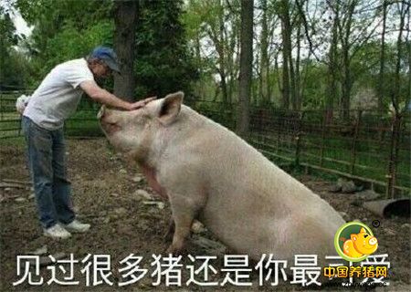 图展：真实存在的畸形猪
