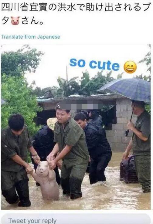 而且这猪还不仅仅在中国火了，还火到国外去了~