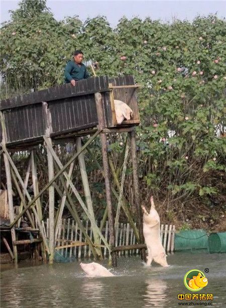 大爷说，让猪跳水，可以增加猪的免疫力，运动过后增进食量和生长速度，还可以提高猪的品质和口感。