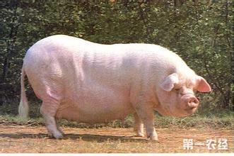 2017年09月13日全国外三元生猪价格行情涨跌表