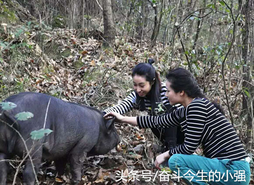 靓丽的姐妹花+可爱的猪宝宝组合，不仅吸足现场众多帅哥的眼球，还引来多家媒体的大肆报道，进一步提升了姐妹花+山地猪的知名度，促进了猪肉销量的增长。