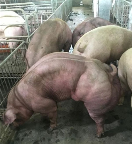 这种猪肉你敢买来吃不。