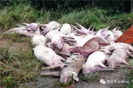 猪为何秋冬季易发呼吸道疾病?可结合这些药物防控