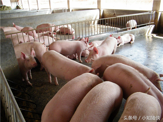 喂柠檬酸增重 在猪饲料中添加柠檬酸，能增加饲料的适口性，改善猪对营养物质的消化吸收能力，提高饲料的转化率。在每公斤饲料中添加30克柠檬酸，可使猪从日增189克提高到216克。这种方法最适合喂养体重在5公斤～10公斤的断奶猪。 　
