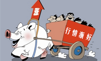 12月猪价上涨两大因素:母猪存栏降、春节出栏体重小!