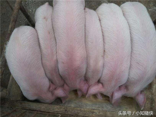 2.猪瘟 　　 癞蛤蟆皮棘内白汁2毫升。肌肉注射，每天1次，连用3天。 　　 田螺适量喂猪，既可预防，又可治疗。 　　 大蒜100克，雄黄45克，生石膏150克，捣碎为泥，分两次喂给。 　　 地龙10条，白糖100克，鸡蛋清4个，混合用白糖溶化后，一次喂给。 　　 白毛夏枯草45克，败浆草50克，忍冬藤50克，水煎汁候温后，一次灌服，每天一剂，连用3天~5天