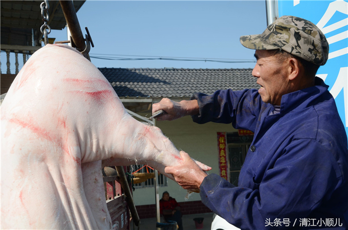 因为这样的农村猪，是当地村民、百姓用粮食喂成的，不用或者少用猪饲料，成本相对会高些，这样的猪肉，吃起来味道更好