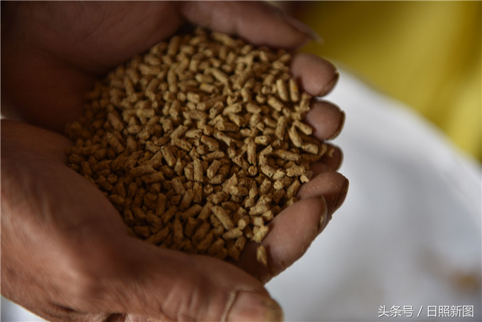 柏春楼说，当时儿子柏明学上网查询，经过图片和资料的对比，发现极有可能是“猪宝”，而且价值不菲。为了验证这个“毛蛋”到底是什么，柏春楼和儿子一起去了上海找专家鉴定。图为柏春楼手捧饲料说，这头猪平时就吃这个。