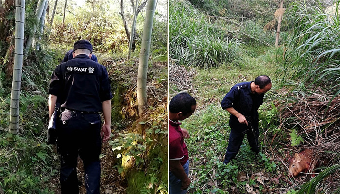 在安徽太湖县，特警和辖区民警接到报警后，敏捷前来抓捕一只“野猪”，随后在发明它的踪影后，特警持续开了四次抢，将这只“野猪”给办理了。 