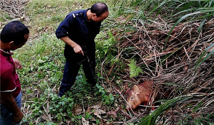接到报警后，警队敏捷构造计划，高度看重，不到一天就将“野猪”击毙，还给村民一个平稳的家。 