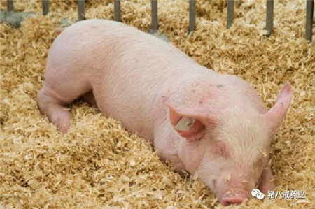 2018年08月18日全国外三元生猪价格行情涨跌表