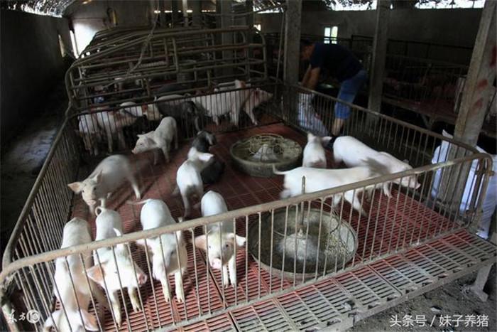 2、不明原因采食量上不去；这个时候使用黄芪多糖，有时候会出现比较好的效果，采食量增加长势变快；实际上长时间不发病的时候，使用一些肠道的抗生素也会管事，杀灭有害菌，所以猪的长势增快；  3、大的疾病辅助及疾病的后期使用黄芪多糖，能够加快猪的康复，同时增加猪的免疫力水平；
