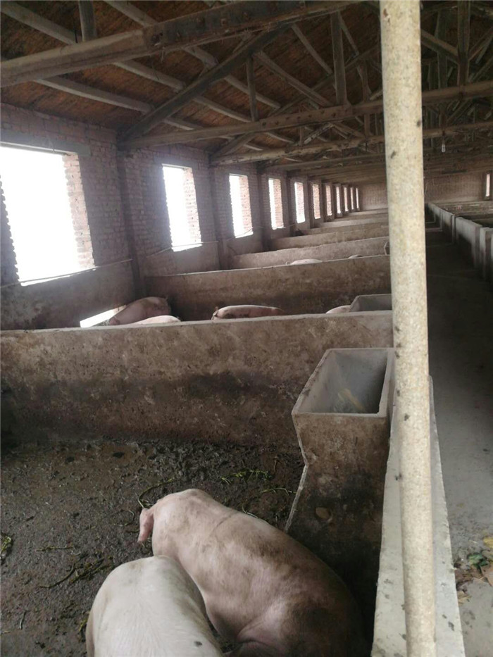 今后猪场要想在获得高额利润必须做到：1.偏短经产母猪的非生产天数，2.降低初生仔猪死亡率，尽量做到多产猪，少死猪或不死猪，3.精准营养是关键：即用料上满足营养而又不造成营养浪费,也就是说该用哪阶段料就使用哪一段料，笔者认为，今后的竞争要在核算成本上的竞争，然后方能立于不败之地！