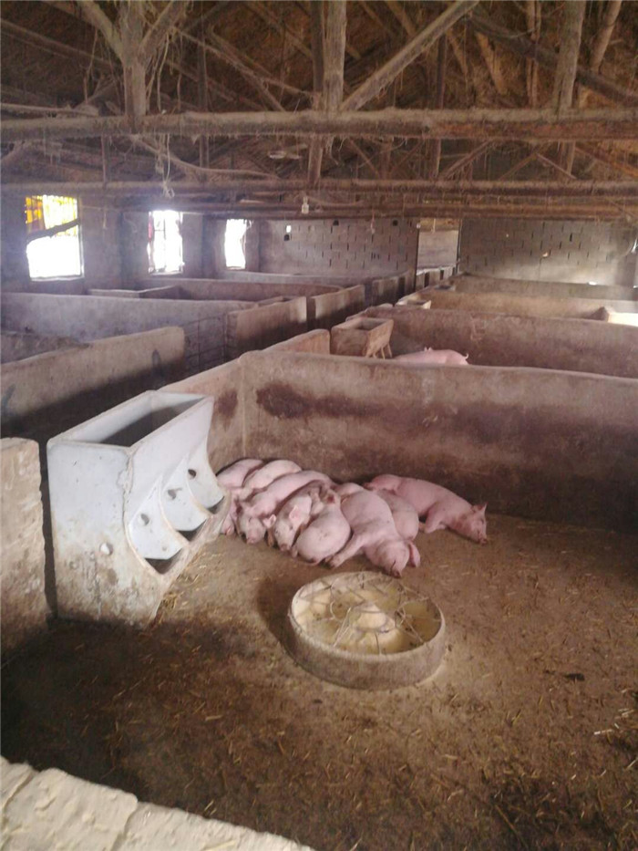 今后猪场要想在获得高额利润必须做到：1.偏短经产母猪的非生产天数，2.降低初生仔猪死亡率，尽量做到多产猪，少死猪或不死猪，3.精准营养是关键：即用料上满足营养而又不造成营养浪费,也就是说该用哪阶段料就使用哪一段料，笔者认为，今后的竞争要在核算成本上的竞争，然后方能立于不败之地！