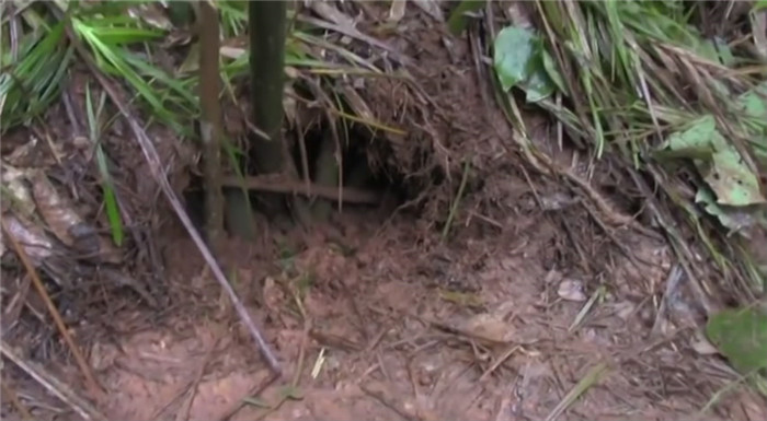 越南人山里人很喜欢去打猎，想吃肉了就去山上打野猪，打来的野猪肉比家猪要好吃，野猪身上的瘦肉比较多，而且味道很好！但是野猪身上有獠牙，他们要好几个人一起去捕猎。他们生活的山很大，经常会有野猪活动。他们组织了10个人一起去到了山上，在自家养的狗的嗅觉带领下， 找到了野猪的窝，在确定了野猪在窝里后，他们削了些竹子，把野猪的窝的出口给堵住了。 