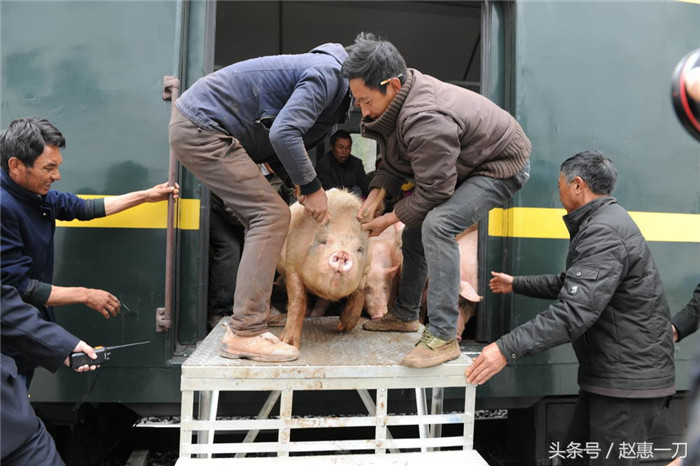猪们有点不愿意下车，两个壮汉都拉不下来。 