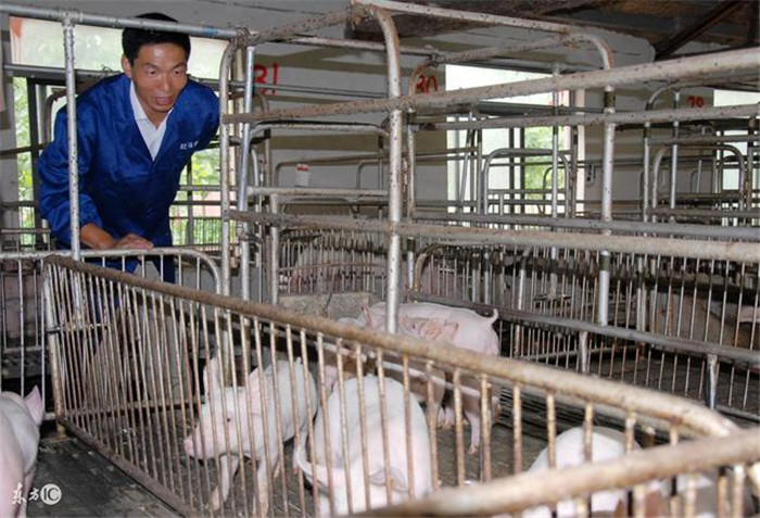 二、猪价或跌至亏损线，大量养猪散养户持续退出，大企业的集体布局养猪业，导致产能急剧扩增抢占散养户留下的市场，随着2018年大集团早期新建猪场投产正式转化为产能，猪价将会稳中有降，若养殖水平不佳可能部分养猪人将会面临亏损压力。