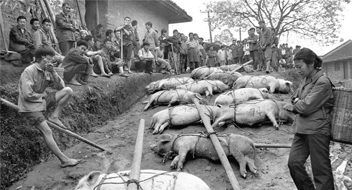 图为1981年4月，四川合江，农民翻山越岭把生猪抬到收购站出售，收购站却因现金不够只好开白条，而农民因春耕生产急需卖猪买化肥、购农药，急得一筹莫展。 
