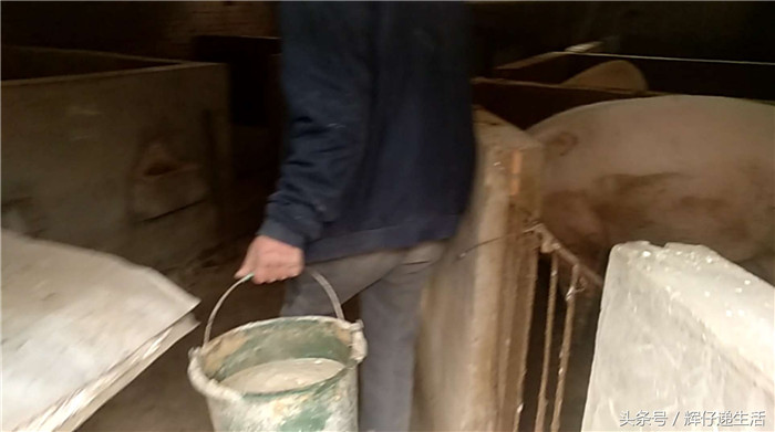 我们聊了一会之后，郭大叔说还有一些大母猪，他要去喂一下，我们也跟着一起去了！郭大叔还饲养了几只大母猪，说是自繁自养，这样的话风险小！郭大叔说：现在也不敢奢望了，只要不赔就行！ 