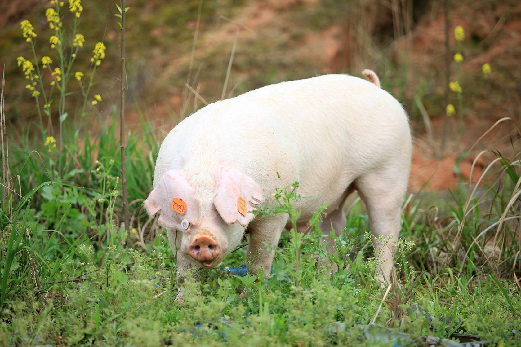 2018年02月15日全国内三元生猪价格行情涨跌表
