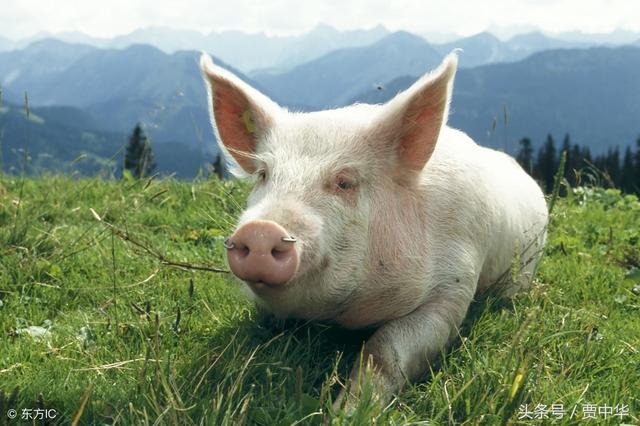 2018年02月15日全国外三元生猪价格行情涨跌表