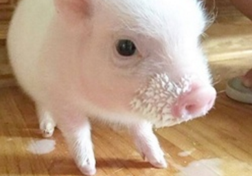 2018年02月16日全国外三元生猪价格行情涨跌表