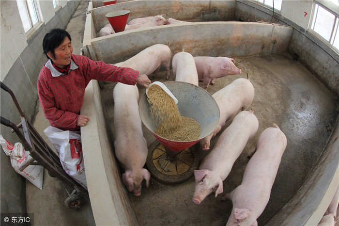 咱们养猪，每天都要跟猪接触，喂料啊，打针啊，这些，都是近距离接触的，你们家的猪怕人吗？ 