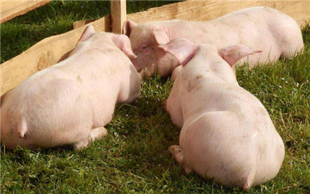 2018年02月25日全国外三元生猪价格行情涨跌表