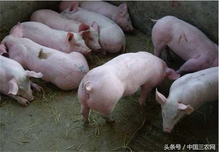 谨慎选择养猪场址  从事养殖业必须要选择符合养殖条件的场址，一般选择交通相对便利、水源充足、源头无污染、远离村庄生活区、便于防疫管控等条件的地方，坚决回避以下几种地方。