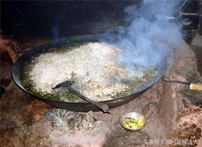 每天给猪吃地瓜叶，还有地瓜、地瓜叶最好放在锅里煮开加点食盐煮更喜欢吃。