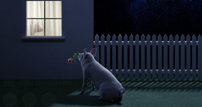 猪价暴跌是否进口肉惹的祸 猪市真的无药可救?