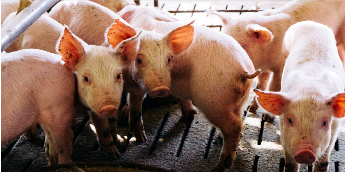 2018年03月04日全国土杂猪生猪价格行情涨跌表