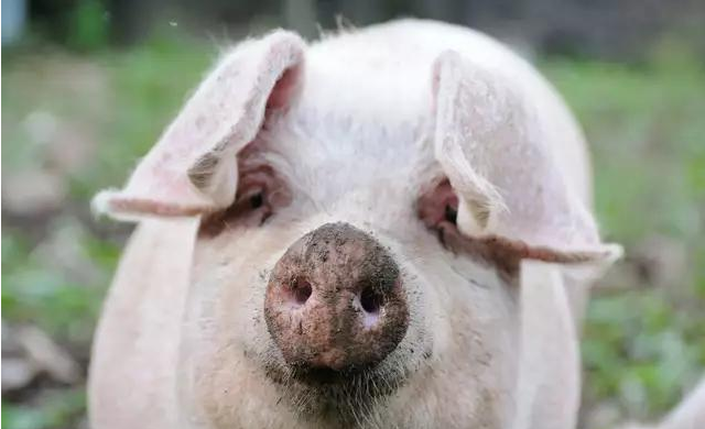 2018年03月04日全国内三元生猪价格行情涨跌表