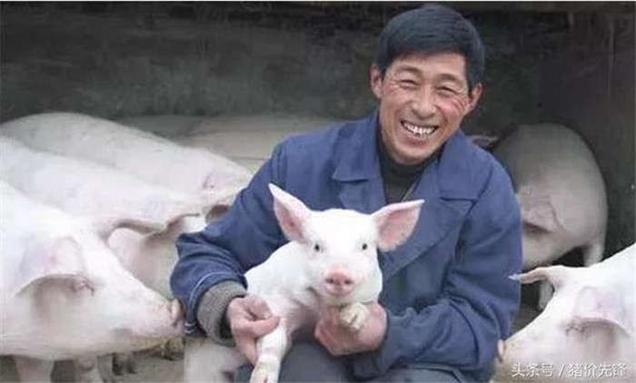 千万别养猪！因为你养猪后会想逃避城市的喧嚣。你将迷恋养猪带给你的悠闲自在，陶醉山野给你每一口新鲜空气。采菊东篱下，悠然见南山，养猪乐趣多，快乐似神仙！